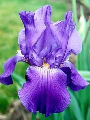 hays_danny's tweet photo. My Iris are showing out a bit. I love purple. Happy Good Friday https://t.co/KWEHY6wFaU