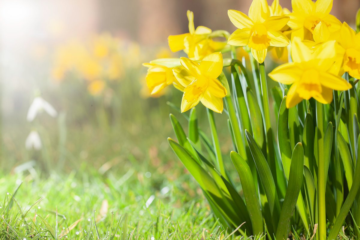 beatdementia's tweet photo. We'd like to wish all our volunteers, family members, carers, charity partners, researchers and healthcare workers a very happy and relaxing Easter weekend  #Springtime #joysofspring https://t.co/KJDXwGZQBj