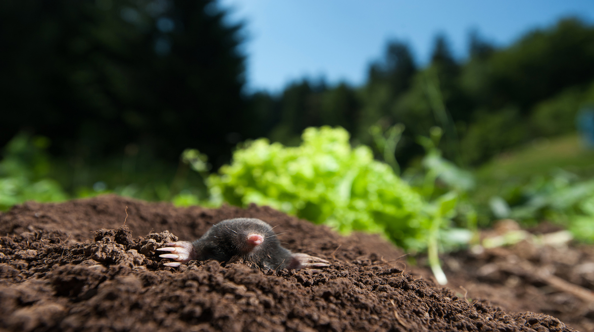 KSREBookstore's tweet photo. Has your garden been totally destroyed by moles? Does it look like a de-mole-ition site? If the answer is yes, check out this publication from @KStateRE on controlling #moles in Kansas - https://t.co/7Ny6O4zGA3 https://t.co/lj5Cg9EfUd