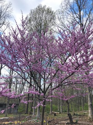 Ohio Native Plants of Distinction # 2 Eastern Redbud (Cercis canadensis). First to bloom in the spring. Cluster of brilliant flowers. Prefers partial shade. After flowering, smooth, heart-shaped leaves appear. #OhioNativePlantMonth ow.ly/7Lqa50IoB2g