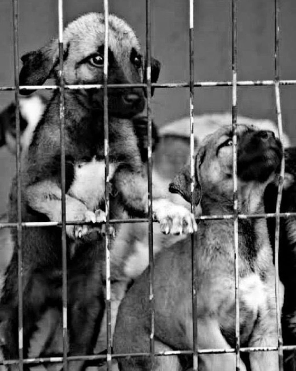 güliz gündüz🐾🌱 tweet media