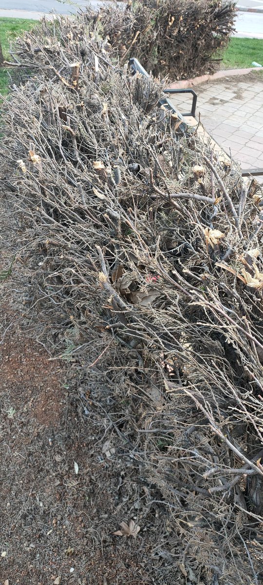 Bu selvi,leri hangi gerizekalı bahçıvan budadi ,İbrahim yıldız parkı #onikisubat.bl.tr