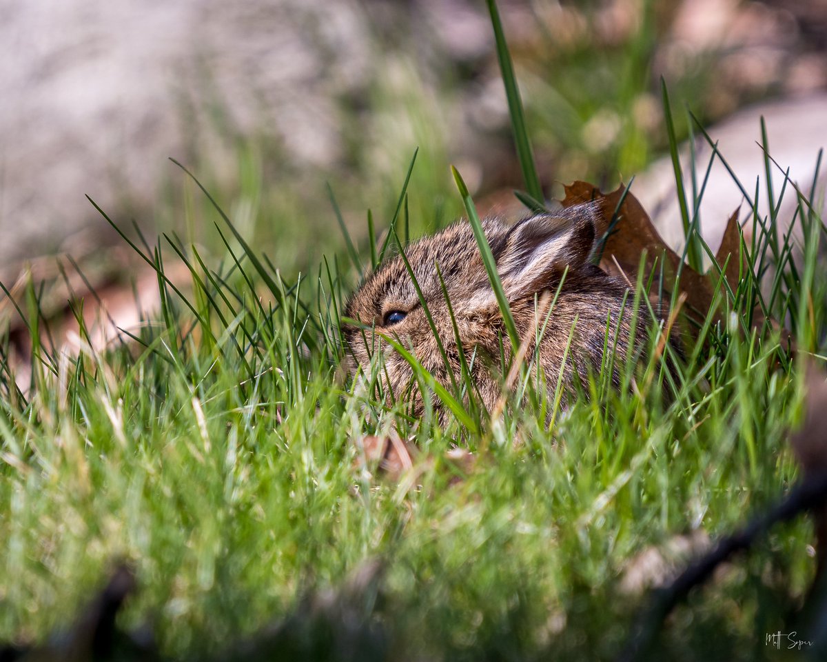 m_r_soper's tweet photo. Hiding in the sun | Baby bunny
….
#nature #naturephotography #backyardphotography #nikonnofilter #puremichigan #puremittigan #michiganoutofdoors https://t.co/D871NPYpjt