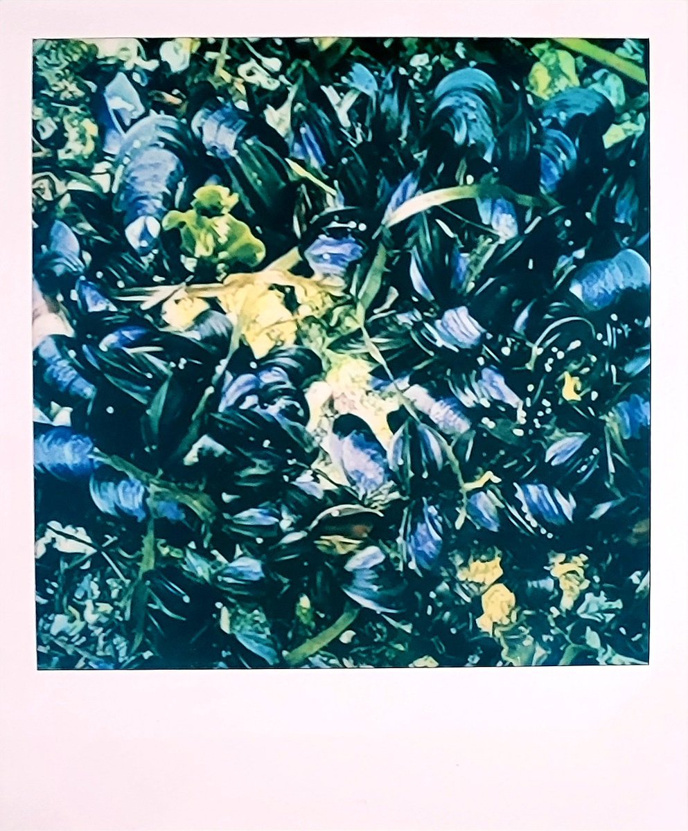 CryptoK37364015's tweet image. Polaroid of the Day
15-04-22
Muscular
At my feet the other day. Mmmmm yummy.
How are you liking these Polaroids? I would appreciate any feedback
#polaroid #PolaroidoftheDay #Polaroidlab #film #Digitaldiscovery 
#Polaroid600