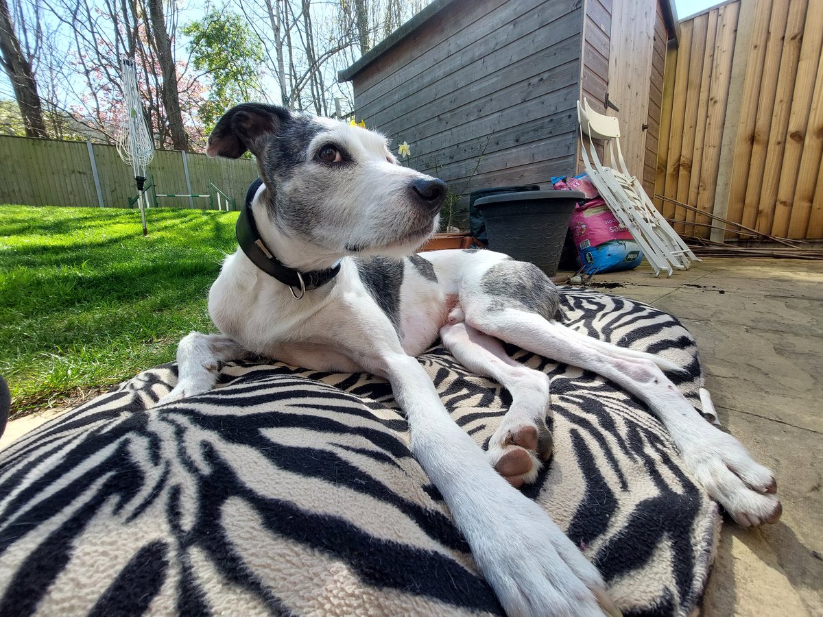 Enjoying the garden ☀️💖 #GoodFriday #LurcherLife