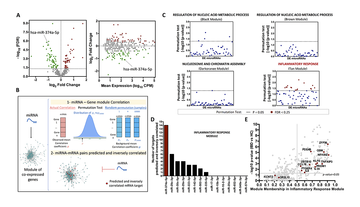 JExpMed's tweet photo. .@carlosps85, Betancourt, @plyons34, Smith et al. suggest that miR-374a-5p reduction is a central driver of #inflammation in #IBD, and its therapeutic supplementation could reduce monocyte-driven inflammation in IBD or other immune-mediated diseases https://t.co/1OvWJStGBa https://t.co/i3PZTntPo5