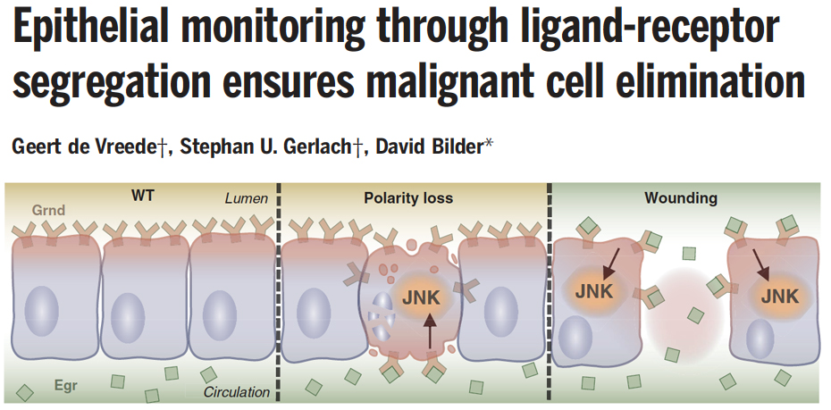 Out now in <a href="/ScienceMagazine/">Science Magazine</a>: Read how epithelia can detect breaches &amp; eliminate malignancies—using TNF &amp; cell polarity as a damage-associated molecular pattern (DAMP)
Congratulations to co-authors <a href="/VreedeGeert/">Geert De Vreede</a> &amp; Stephan Gerlach!
science.org/doi/10.1126/sc…
