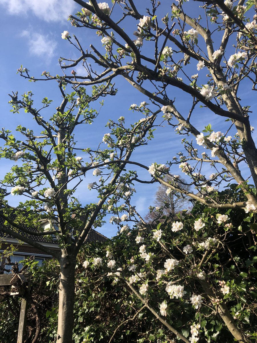 KoppenolC's tweet photo. Appelbomen vol in de bloesem, genieten in de tuin #appelbomen #bloesem #bijen #tuin #papendrechtzoemt https://t.co/LCyxKG9nsD