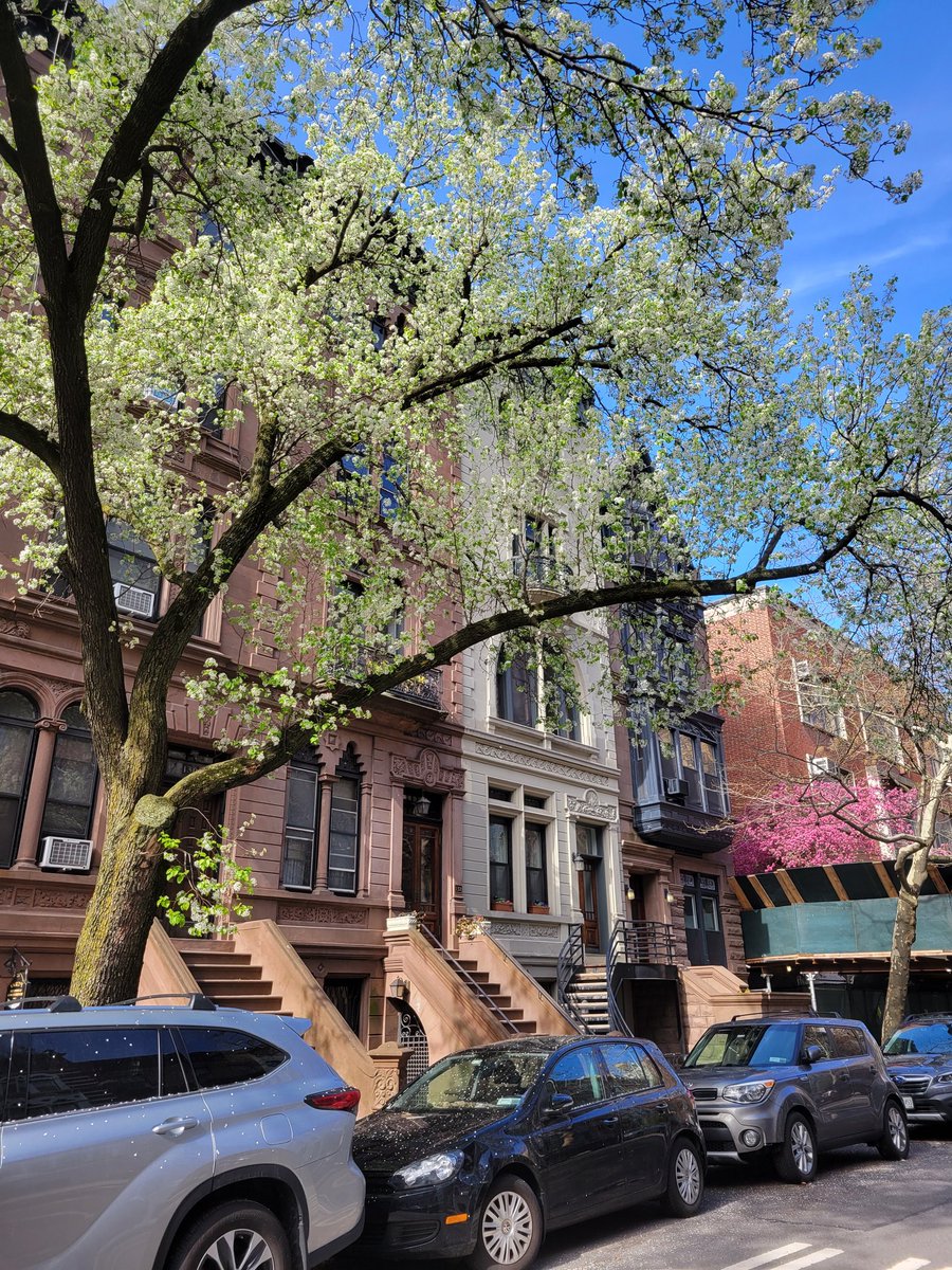 duda_zoghbi's tweet photo. #SpringVibes in NYC 🗽 walking my dog in this street is the best way to start my day 🥰

#springnyc #Spring2022 #NYC https://t.co/T1mMzffipc