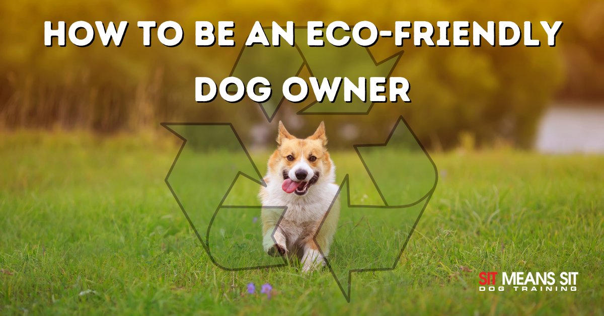 SitMeansSit_MA's tweet photo. How to Be an Eco-Friendly Dog Owner | https://t.co/eek0MbbM2W https://t.co/mVjCvA0CiF