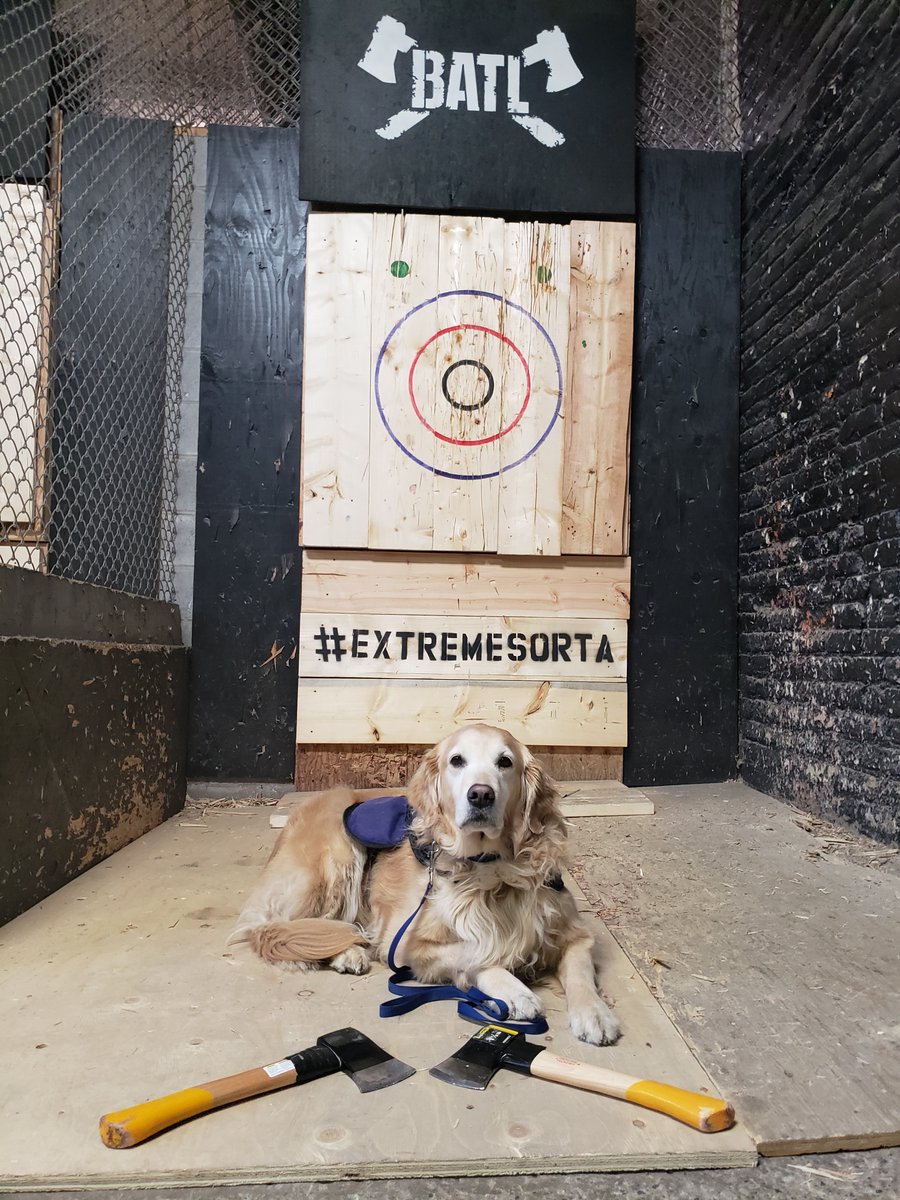 PTSD Service Dog tweet media