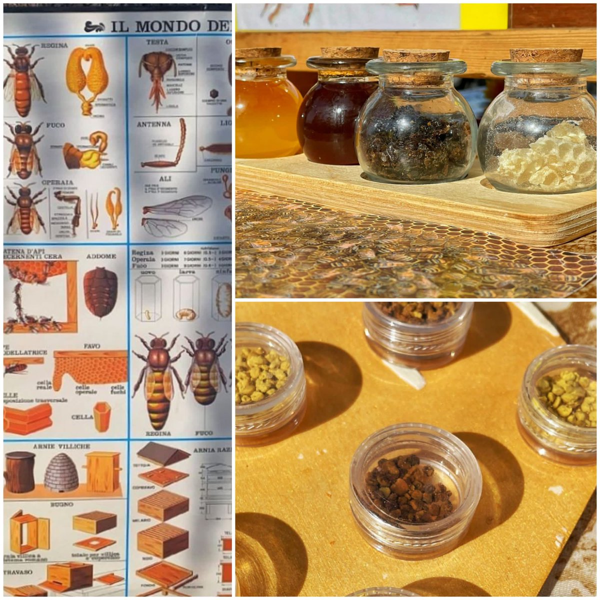 ortobotanicoBG's tweet photo. 12/04/22,incontro con Jessica Zanni,apicoltrice dell’#ortobotanicodibergamo,PCTO per @einaudiisis.In collaborazione:URBACT - BeePathNet - @ComuneDiBergamo
#beepathnet #urbanbeekeeping https://t.co/jqwA5nW363