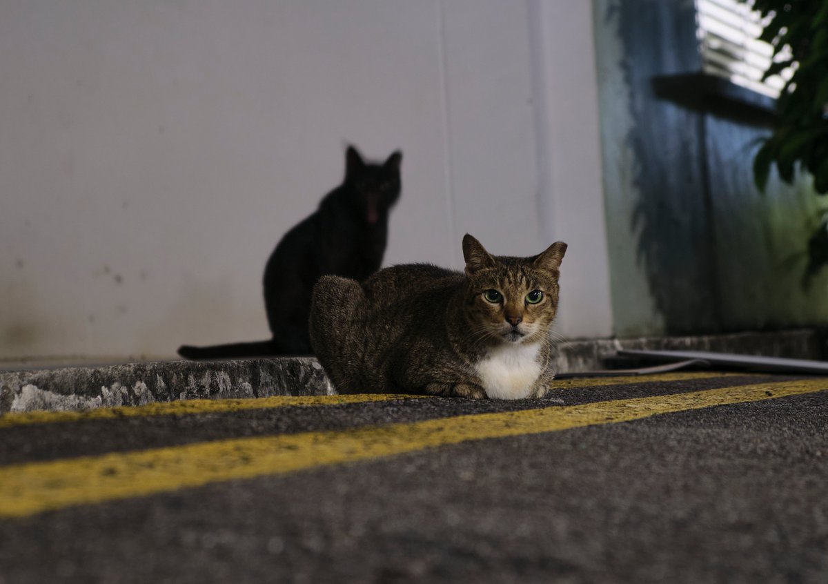 AllanLOY94's tweet photo. #037 Dior 2
The perfect "shadow", P.s Its another black cat
๐ท FujiFilm X-T30II | XF18-55mmF2.8-4 R LM OIS
โ๏ธ ISO400 F/4 SS2.5s @55mm (On tripod)
#FeralxStray #byAllanLOY
#straycat #feralcat #fujifilm #fujifilmsg #fujifilmxt30ii #xf1855 #fujifilm_xseries https://t.co/Avr8hzoZow