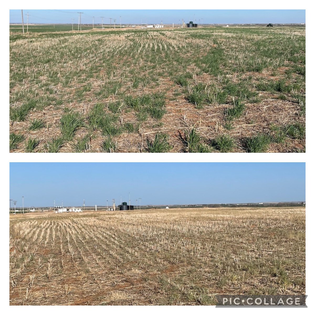 CorrectionAg's tweet photo. Irritated with burn downs not being as effective as you like? Do you have curiosity about product rates?We have some solutions for you!! We have been working on projects on our own farms to ensure product efficiency and the pictures below are the results. DM us for more info! https://t.co/2rUkeJLBoD