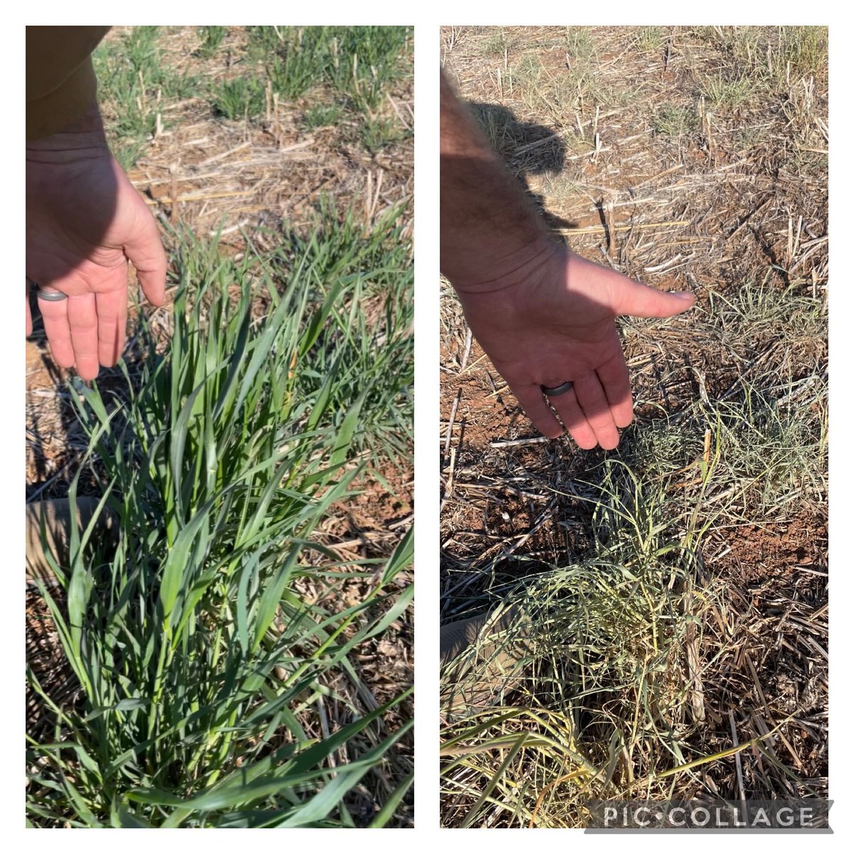 CorrectionAg's tweet photo. Irritated with burn downs not being as effective as you like? Do you have curiosity about product rates?We have some solutions for you!! We have been working on projects on our own farms to ensure product efficiency and the pictures below are the results. DM us for more info! https://t.co/2rUkeJLBoD