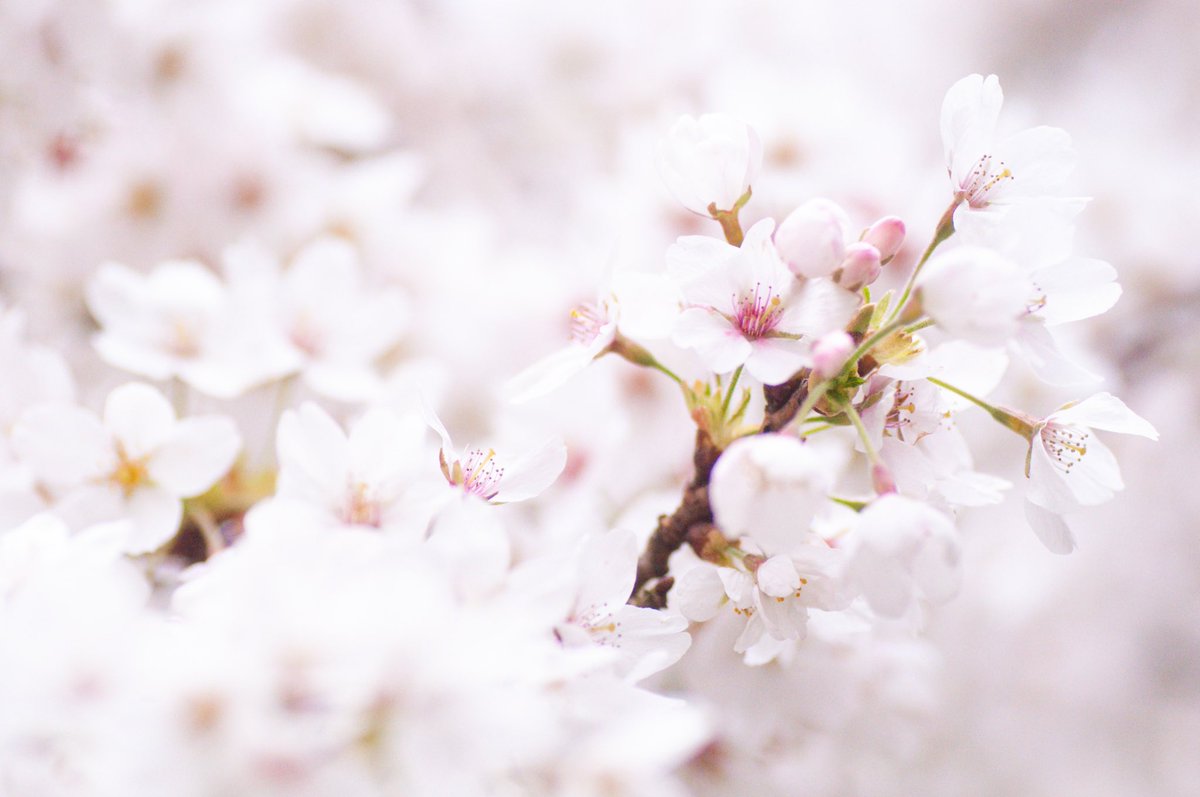 Hanami 001

#hanami #cherryblossoms #fleursdecerisier #kirschblüten #karfreitag #FridayFeeling #fridaymorning #FridayVibes #FridayMotivation #FridayThoughts #nature #NaturePhotography #naturelovers #FlowersOnFriday