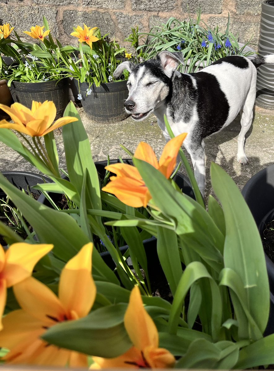LittleAppleDol's tweet photo. A couple for our good friend @Maggarooo https://t.co/mVMOismCHN