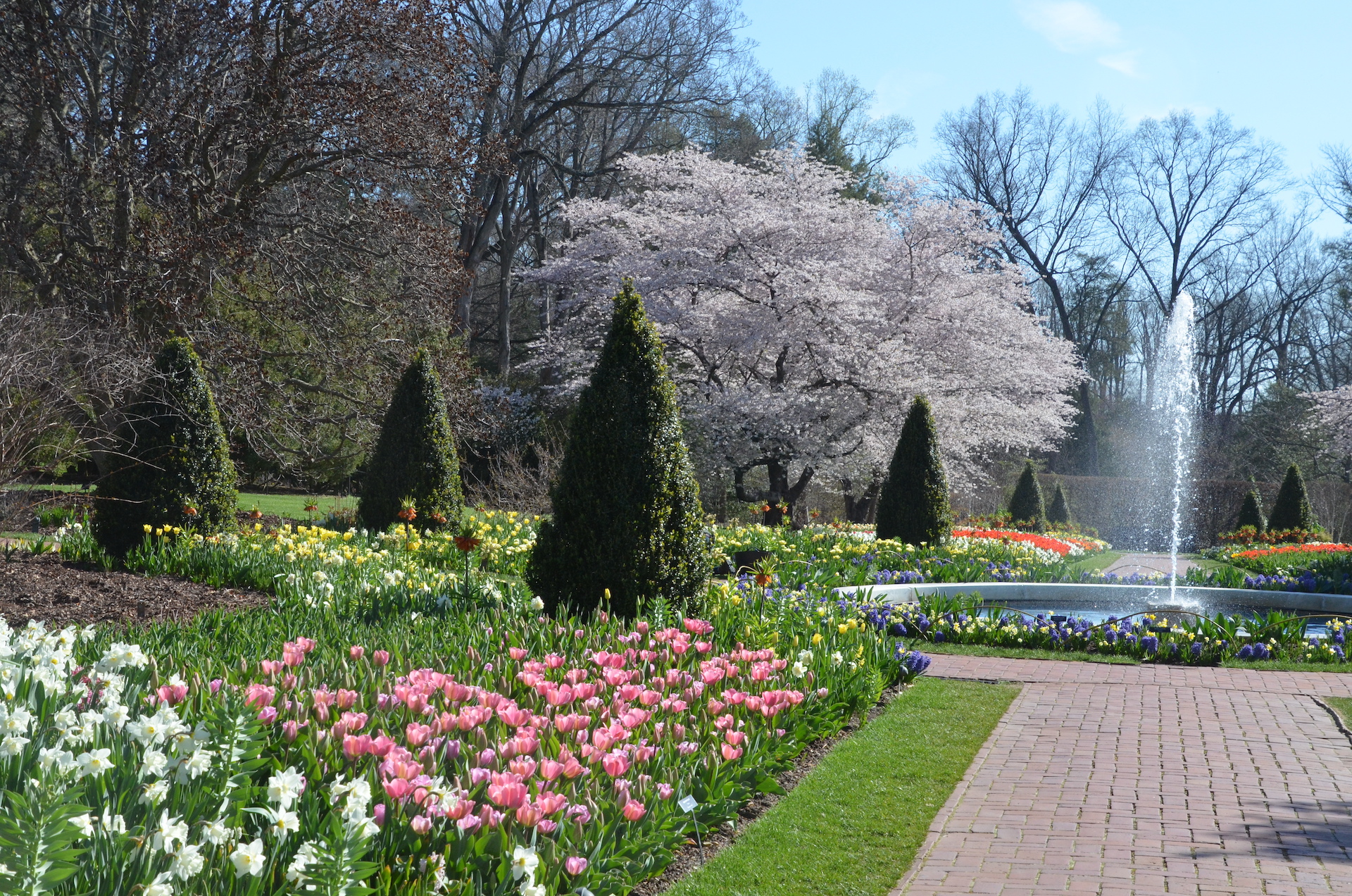 longwoodgardens on Twitter "Peak tulip bloom is just beginning! Flower