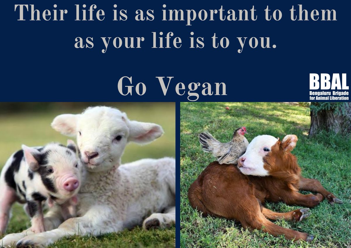 GoVeganwithBBAL's tweet photo. https://t.co/YVu3b9LRTz
