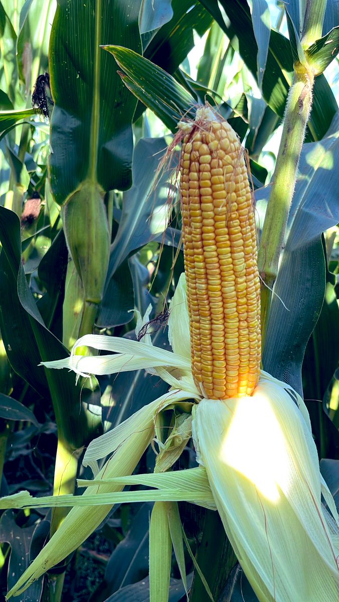 Se puso lindo cheee!!!!! 🤩💪🏻
BRV 510 PWU sembrado a 2.7 sem / mt en Rosario de la Frontera.
<a href="/BrevantSemillas/">Brevant Semillas</a>