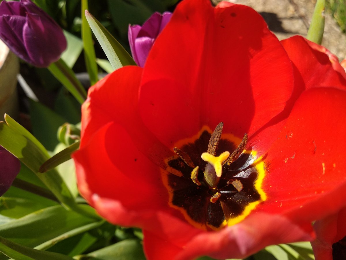 Feliz dia!!!  Viernes Santo #Primavera #tulipanes #MontesTorozos