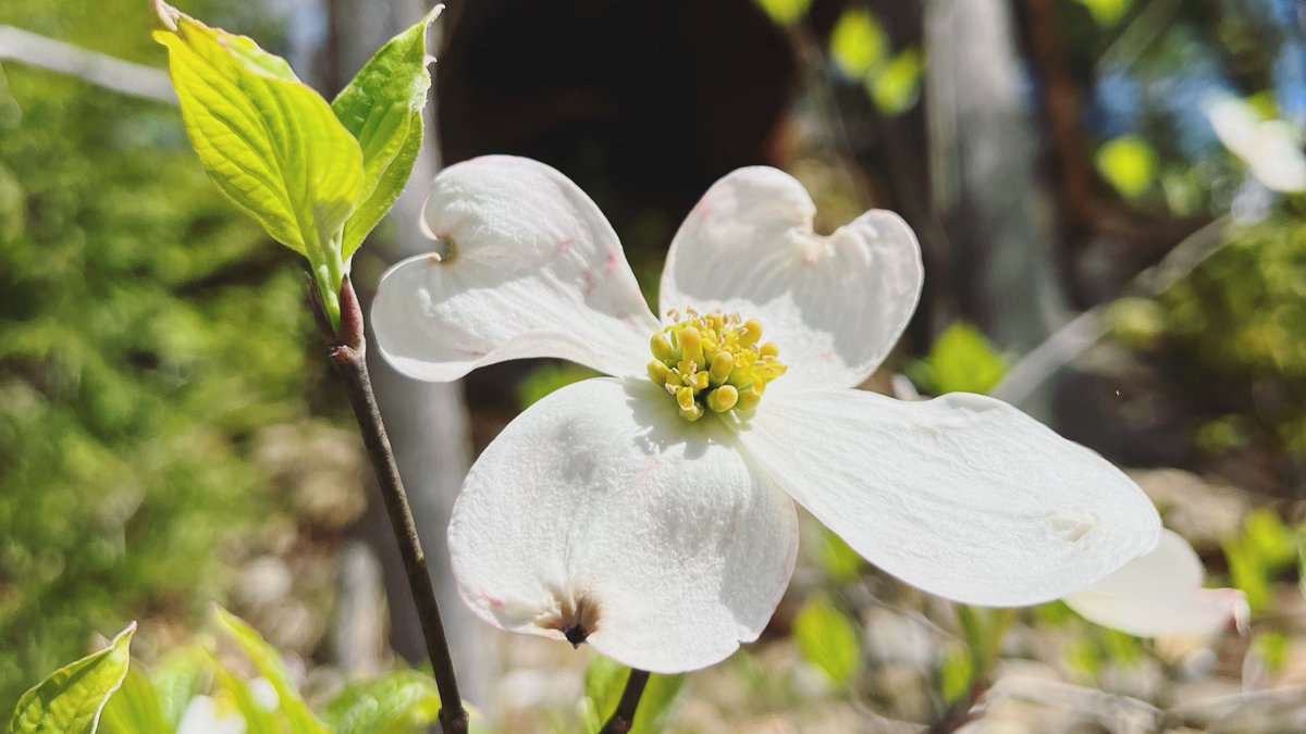 CampLeConte's tweet photo. The #dogwoods are blooming at #CampLeConte. πΈ #dogwood #spring #BlossomWatch #gardening #NaturePhotography #nature https://t.co/w7H7J5XK8c