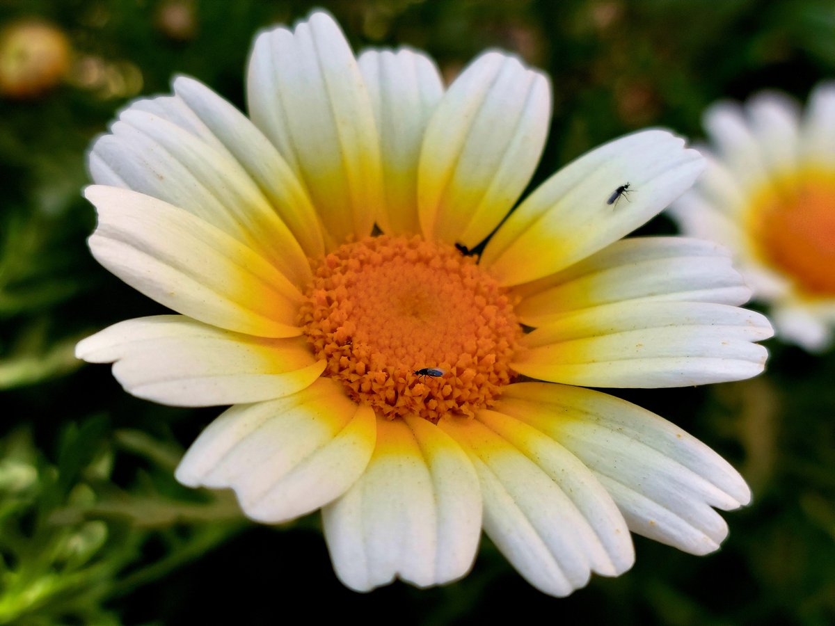 MohammadMsft's tweet image. #A52S