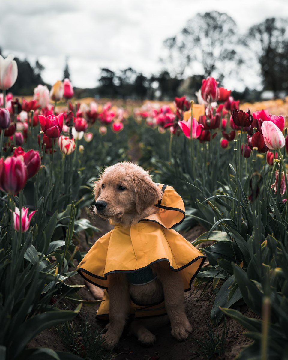 Tiffany Nguyen tweet media