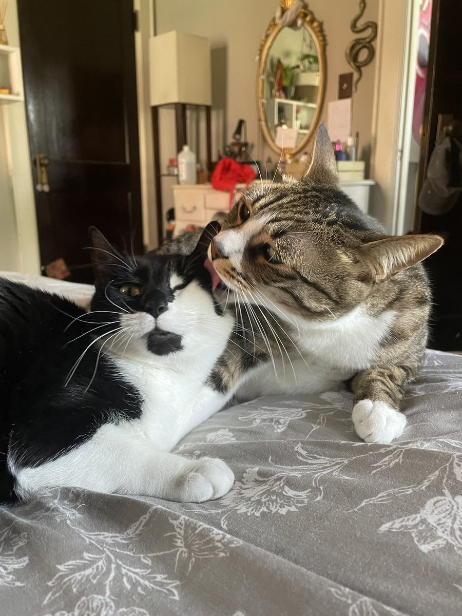 big kiss MEOW and GM