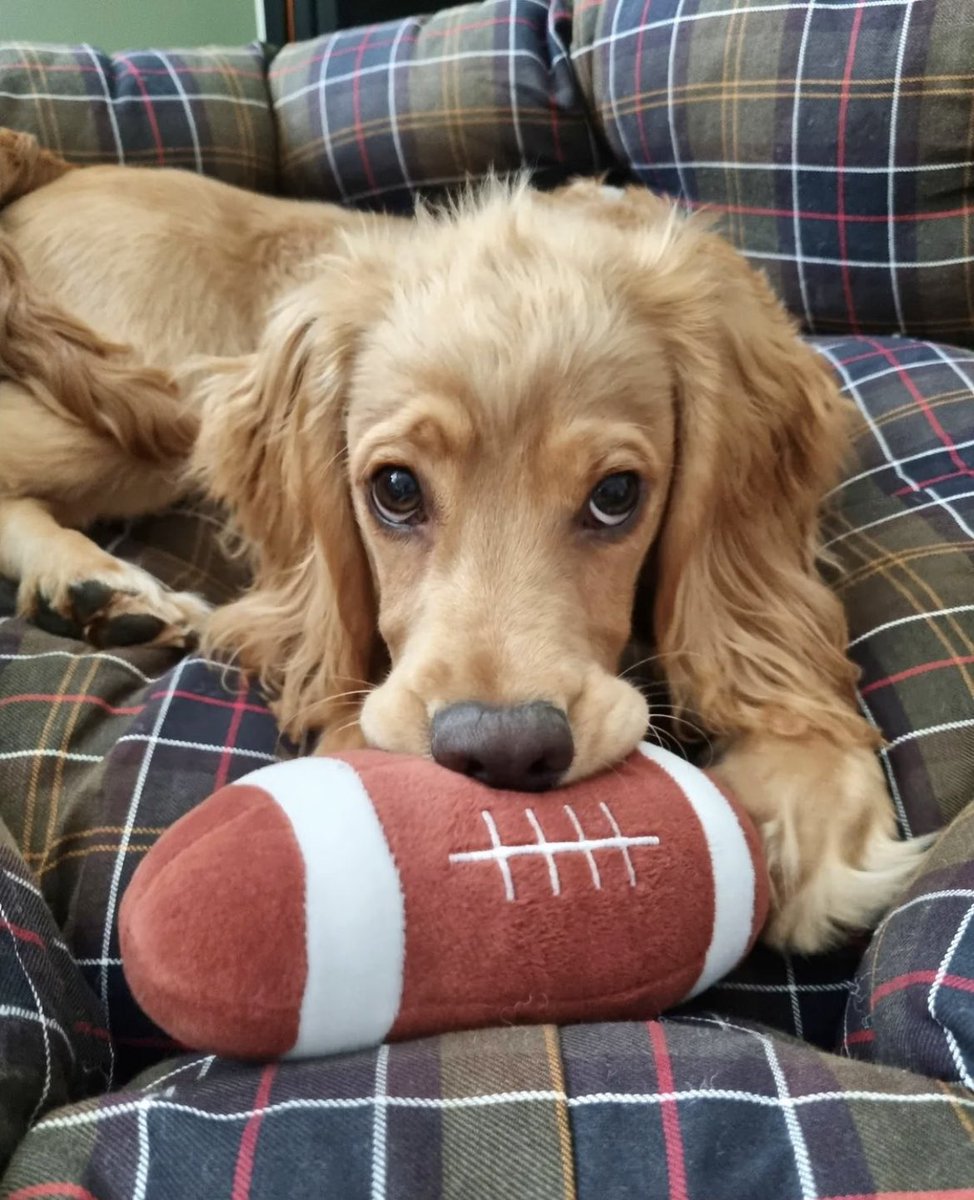 I think someone is excited for his first spring football game tomorrow. 🏈💚🤍