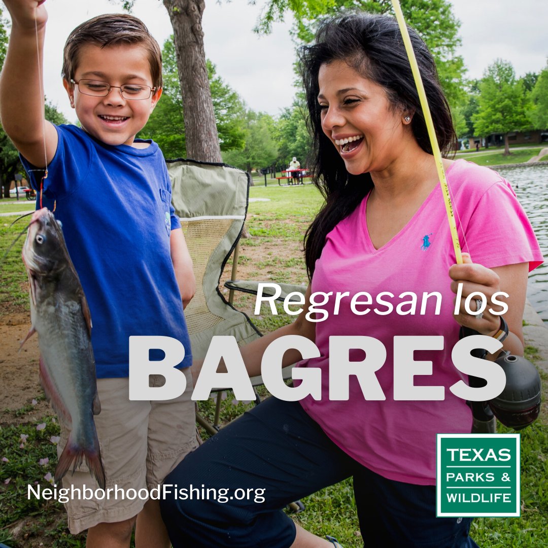 TPWD_es's tweet photo. Ya llego la primavera y eso significa el regreso del programa, la Pesca Cerca de Casa de bagre, en los Parques Estatales de Texas por todo el estado.

https://t.co/vVOKk12xpX

#TexasStateParks @TPWDfish https://t.co/ROHj2Niz6F