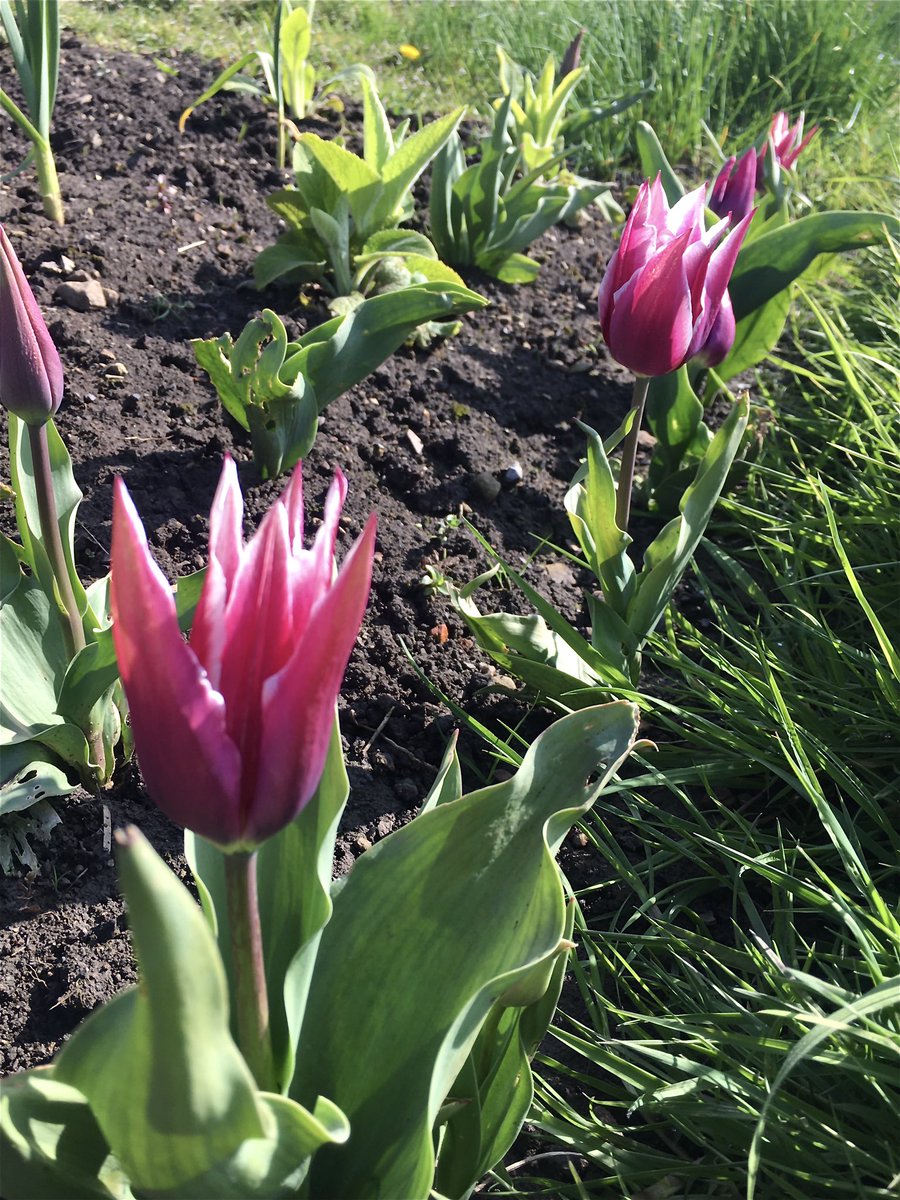 StephenPowley's tweet photo. Well, #spring has well and truly sprung in #Matlock this week. And the sun‘s out on a #BankHoliday!
Have a good one.
#primula #tulip #fritillaria #springflowers #Derbyshire https://t.co/Dex7vKZDCo