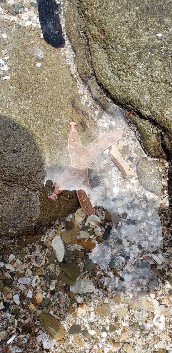 Me siento HAPPY nunca había visto una ⭐️ de mar tan Cerquita