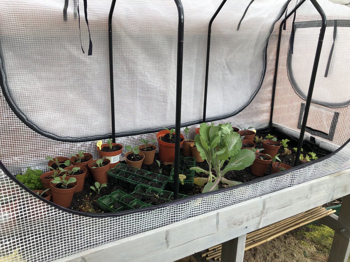 Helen Philippou (@elenip3) on Twitter photo Wonder if anything beyond courgettes will grow this year….. Wonder if anything beyond courgettes will grow this year…..