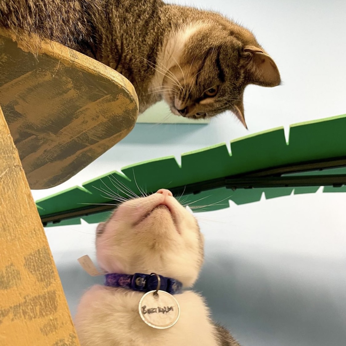 Gulf Coast Town Ctr tweet media