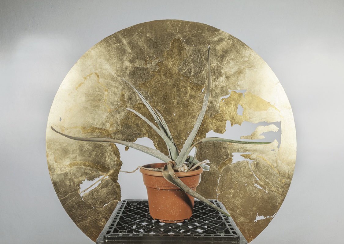 Fig. 72, Aloe Vera, Louisville, KY
Should this be an #NFT?  #nftart <a href="/QuantumNFT/">Quantum Art</a>