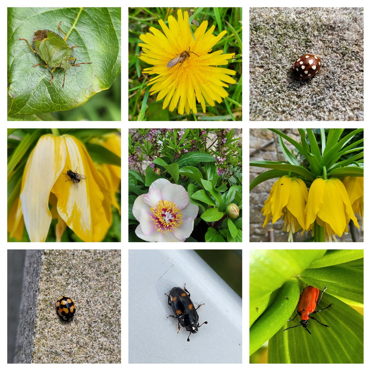 Beautiful array of flowers and insects seen on a visit to Bolsover Castle today 😌