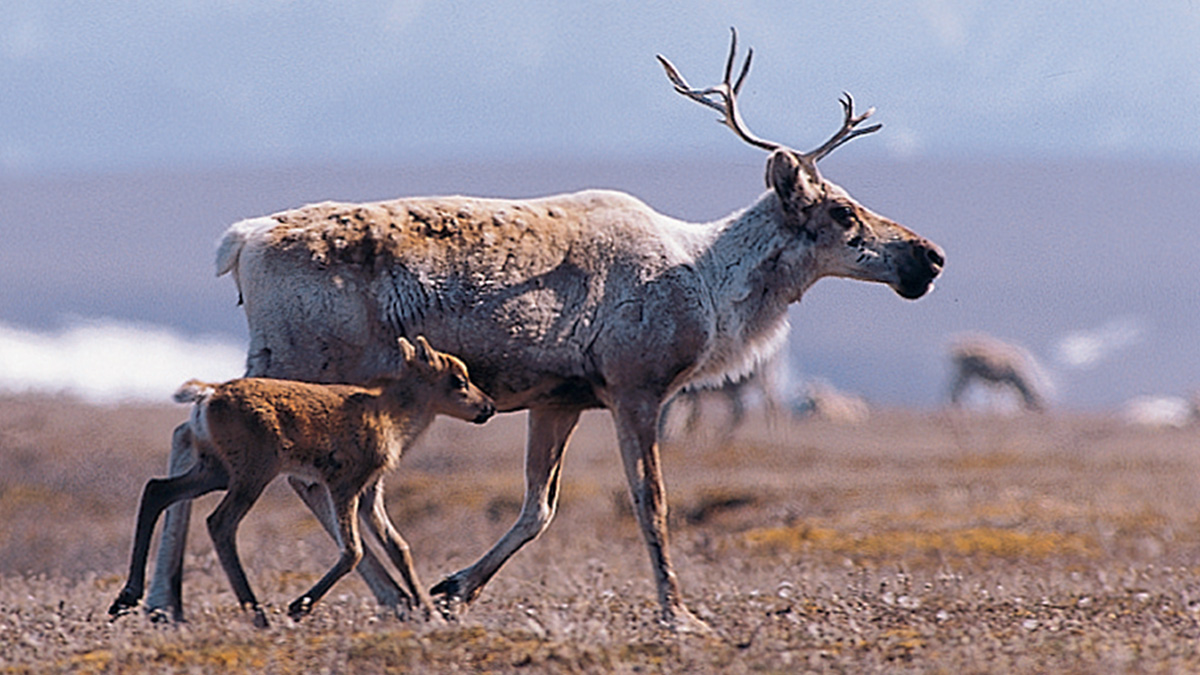 conservationall's tweet image. #FundedProjectFriday #GranteeSpotlight @OurArcticRefuge - 
Funded in 2021 - Gwich’in Steering Committee Support – Protecting the Coastal Plain: To pass legislation that designates as Wilderness the 1.5 million acre Arctic Ntnl Wildlife Refuge coastal plain bit.ly/3HGSx1R