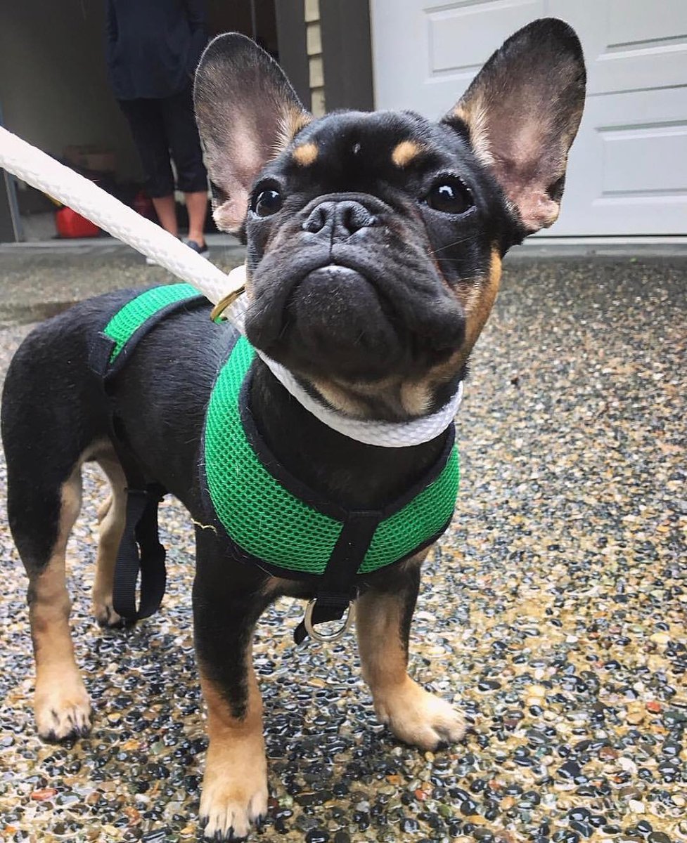 💕
#frenchbulldog