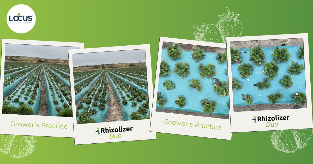 LocusAg's tweet photo. #FieldPicFriday - These berries are loving our soil probiotics! We’re seeing impressive results on these #organic #strawberries in Santa Maria, California - better vigor, superior color, more leaf volume, and larger leaves. #soilhealth #regenerativeagriculture https://t.co/WwjauIjrVD