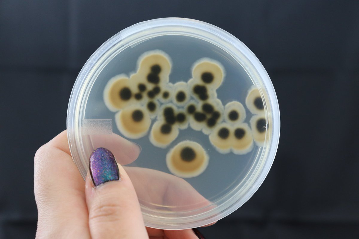 Parker K Lund (@parkerklund) on Twitter photo Hello! I'm Parker K Lund and I'm a marine microbial ecologist pursing a master's at <a href="/humboldtcalpoly/">Cal Poly Humboldt</a> in the #CCGlab. My research examines how temperature stress impacts the microbial communities of three species of sea anemone.๐ฆ ๐
On the hunt for a PhD advisor for Fall 2023! ๐ Hello! I'm Parker K Lund and I'm a marine microbial ecologist pursing a master's at <a href="/humboldtcalpoly/">Cal Poly Humboldt</a> in the #CCGlab. My research examines how temperature stress impacts the microbial communities of three species of sea anemone.๐ฆ ๐
On the hunt for a PhD advisor for Fall 2023! ๐