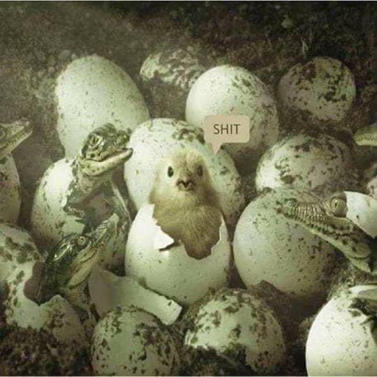 mtlunasea's tweet image. #almostEaster