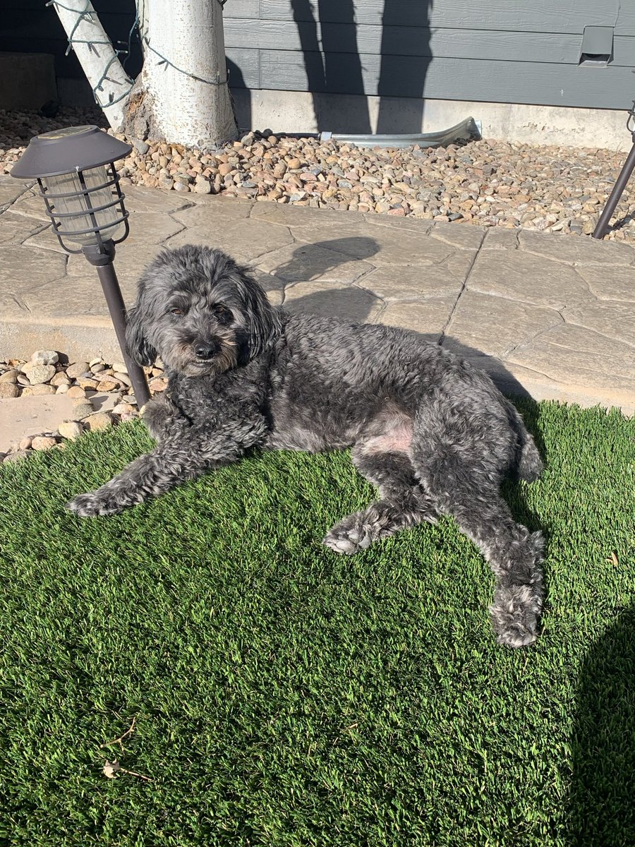 ManiacLake's tweet photo. Just wanting to bring some cuteness on everyone's feeds. Have my doggo BamBam (or just Bam) for the good vibes. Have a great day everyone! He lays like that in the backyard all the time BTW. It's one of his favorite things. https://t.co/15DNdjtlO0