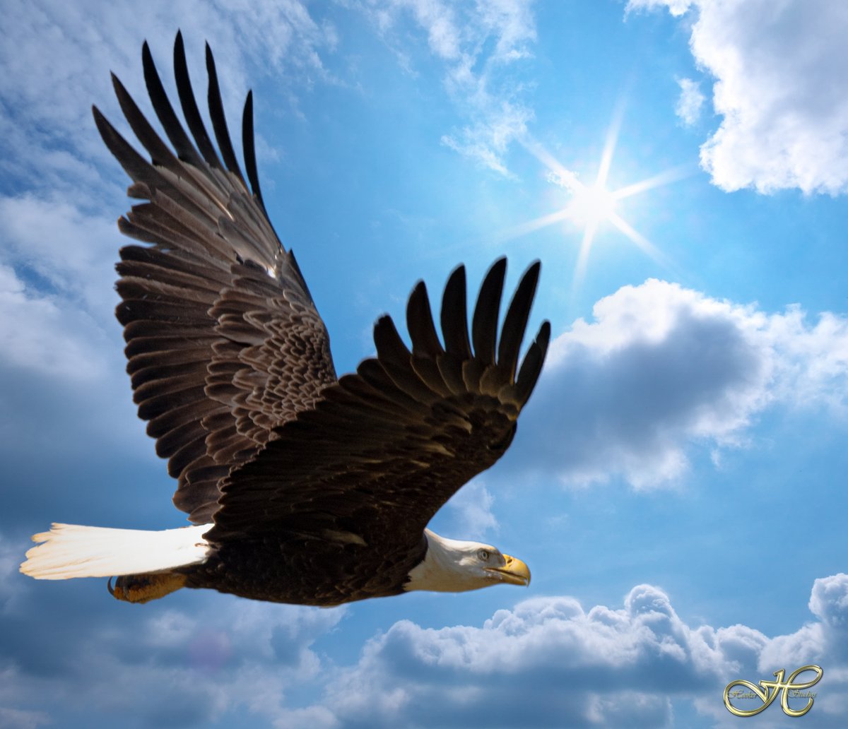 hooker62's tweet photo. Her Majesty soaring high over Colonial Beach Va. :) #VISITCBVA #CBVA https://t.co/azheH7k97W