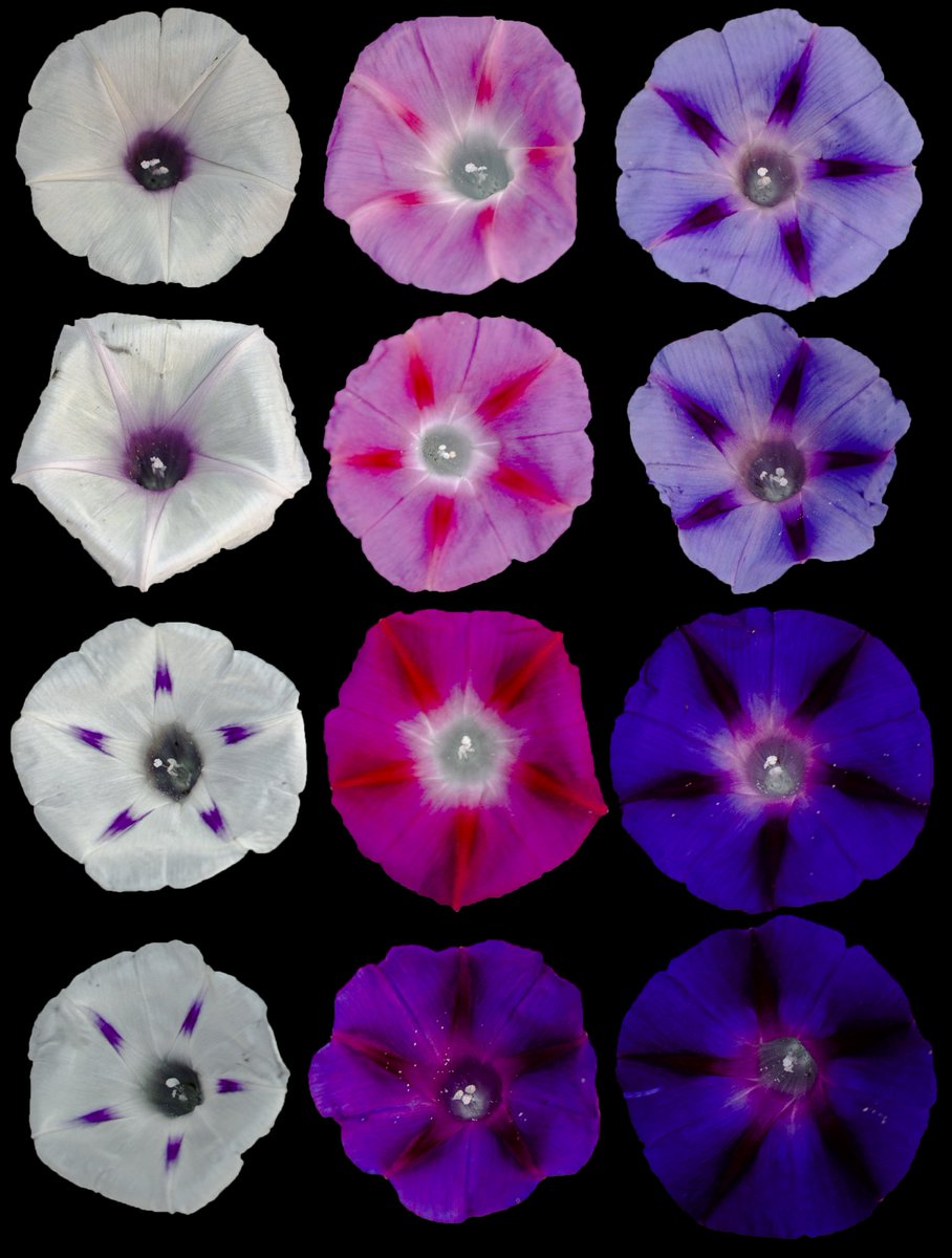Fun morning photographing Morning Glory lines for @mellamosummer's research! #iamabotanist #Convolvulaceae #Flowers
