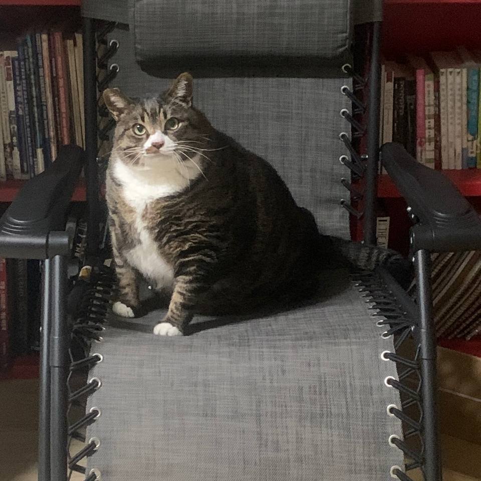 My dearest cat 'Yami' just passed away. He was 10 years old. I picked him up from a shelter when he was 2. He was a very kind and quiet cat. Yami never even gave me a hissing or scratched me on purpose. even he was always kind to guests, too. I'll be miss him forever...