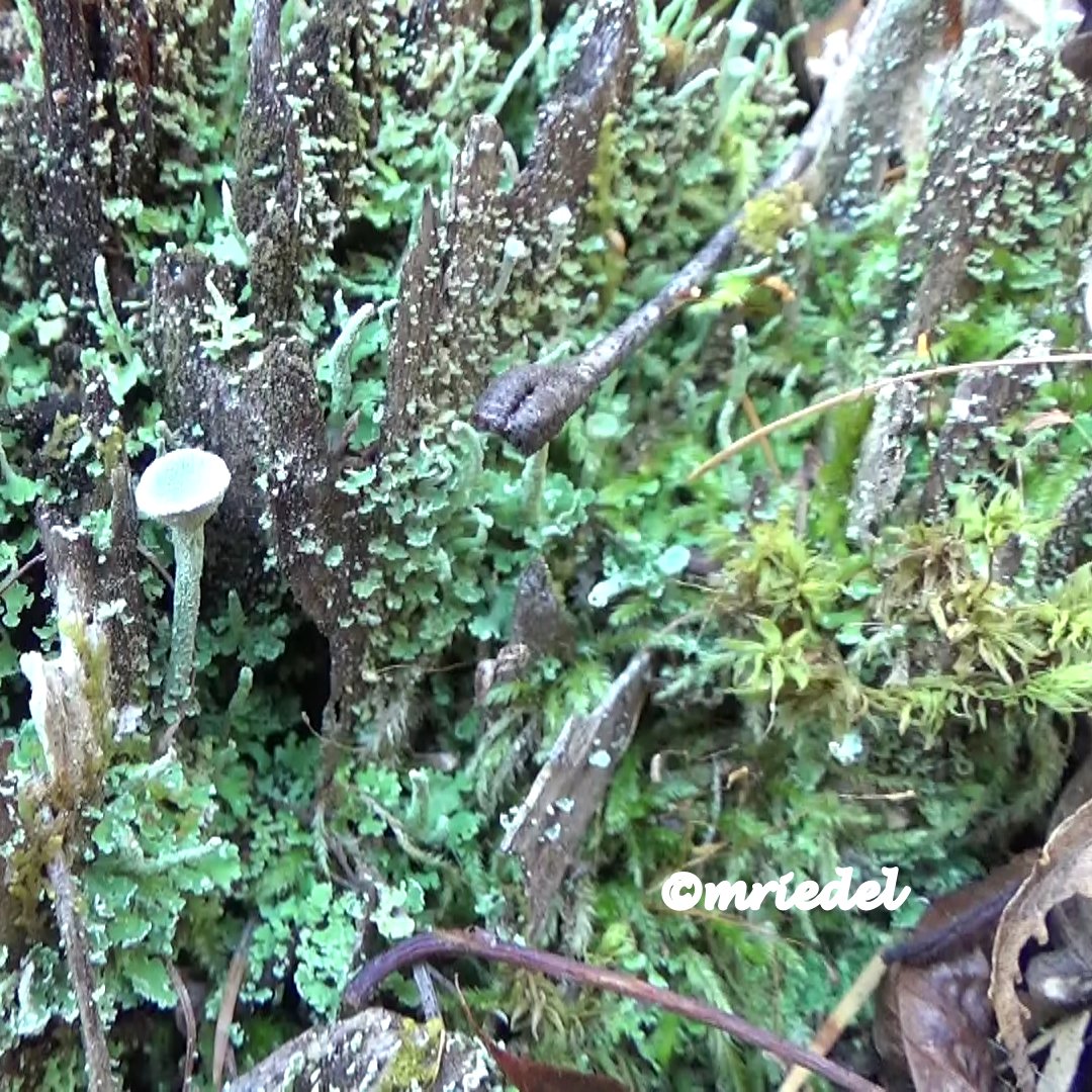 margit_riedel's tweet photo. WILD FOREST SCENE: NATURE IS BEAUTY #TwitterNatureCommunity #biodiversity #BiodiversityLoss #NatureBeauty #nature #natureๆฎๅฝฑไผ #Ecology #naturebasedsolutions #Sustainability #NoGlyphosate #forests #fungi #mycology #moss #decarbonizer Do not clear cut forests https://t.co/3oeEp9sLif