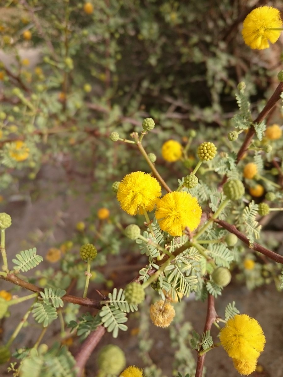 #موسم_الكَنَّة وهي كنّة الثريا بدايةالصيف قال الأزهري وتجمع كِنَان قال ابن قُتيبه اختلف في حساب غيابها عن الأنظار40ليلةوقيل 53 وعلاماتها عند أهل الباديةالغَتّه في الجو وطلوع البرم في العضاة لياليها باردة يقول الشاعر: 
سقوى سقاها الحيا من كل ودّان 
 الوسم والصيف والكَنَّه تسقِّيها