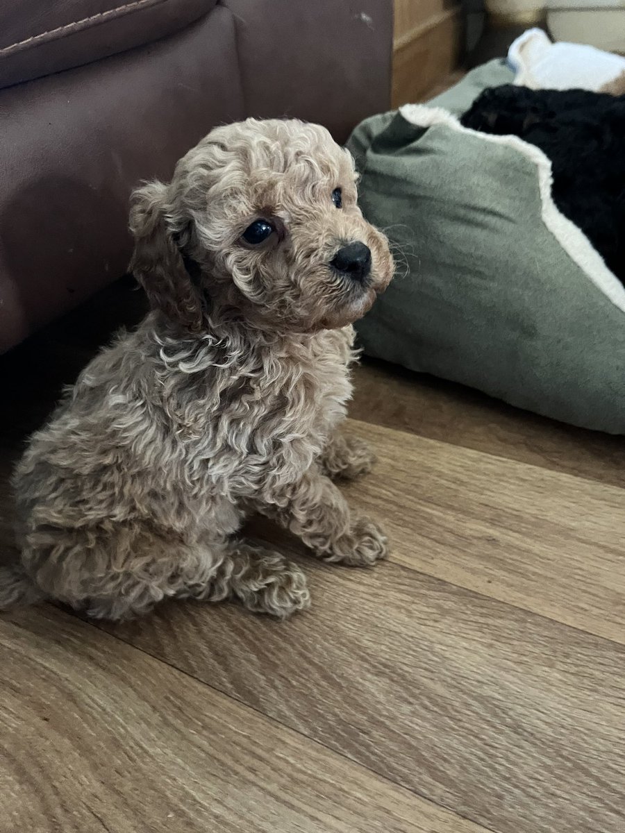 Kimberlinio's tweet photo. Can’t wait to bring this cutie home in 3 weeks! 😀🥰🐶 https://t.co/iMBvDgTL2L