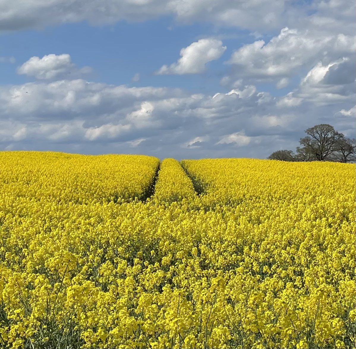 louisechicks1's tweet photo. Happy days, sunshine &amp; a sea of yellow #HappyEaster #ChagSameach #RamadanMubarak &amp; #fabweekend to all https://t.co/3mwpAzCU4f